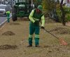 Árvores que margeiam Av. Dr. Ismael Alonso y Alonso recebem serviço de poda - Jornal da Franca