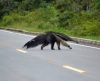 Acidentes com animais silvestres nas rodovias caem nos últimos 4 anos - Jornal da Franca