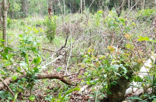 Agricultor é autuado pela Florestal por destruir 4 alqueires de área nativa - Jornal da Franca