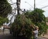 Em Franca, bairros Portinari e Tropical recebem serviços de poda de árvores - Jornal da Franca