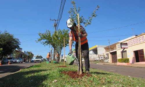 Prefeitura de Franca inicia plantio de mudas em avenidas da região Oeste - Jornal da Franca