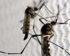 Aumenta a preocupação com doenças ligadas ao Aedes aegypti no verão - Jornal da Franca