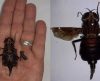 Confundida com beija-flor: maior mosca do mundo é encontrada no litoral de SP - Jornal da Franca