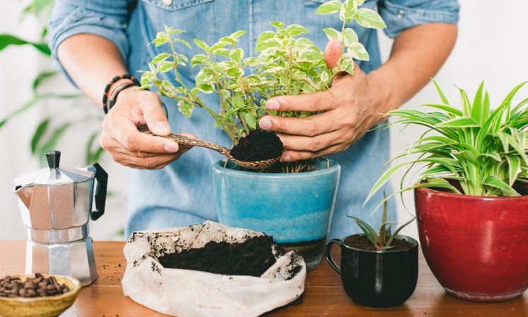 Borra de café é um adubo eficaz! Saiba reaproveitá-la de várias formas