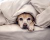 Você sabe o que há por trás do hábito do seu cão se esconder embaixo das cobertas?  - Jornal da Franca