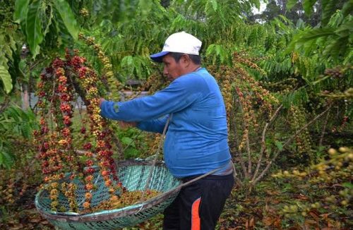 Embrapa elabora cartilha com cuidados com o coronavirus durante a colheita de café - Jornal da Franca