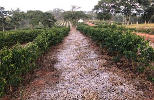 Geada deixa cafeicultores da Alta Mogiana preocupados com prejuízo na próxima safra - Jornal da Franca