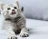 Pensando em adotar um gato filhote? Veja 7 dicas para ajudá-lo a se adaptar em casa - Jornal da Franca