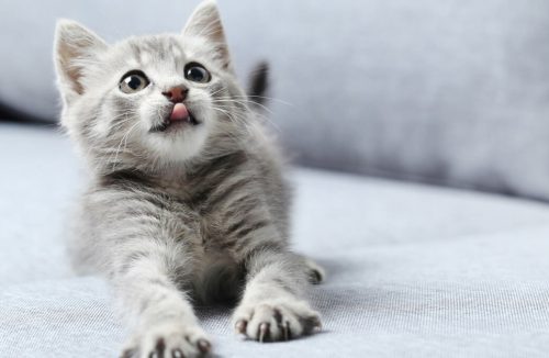 Pensando em adotar um gato filhote? Veja 7 dicas para ajudá-lo a se adaptar em casa - Jornal da Franca