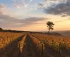 Famosa pelos cafés especiais, Franca recebe investimentos em uvas para vinhos finos - Jornal da Franca