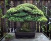 Bonsai: veja10 curiosidades que todos precisam saber antes de ter um! - Jornal da Franca