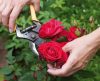 Quer aprender a plantar rosas em casa? Veja aqui dicas infalíveis para conseguir! - Jornal da Franca