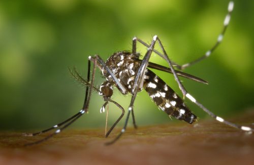 Escolas de Franca retomam atividades educativas de combate ao Aedes aegypti - Jornal da Franca