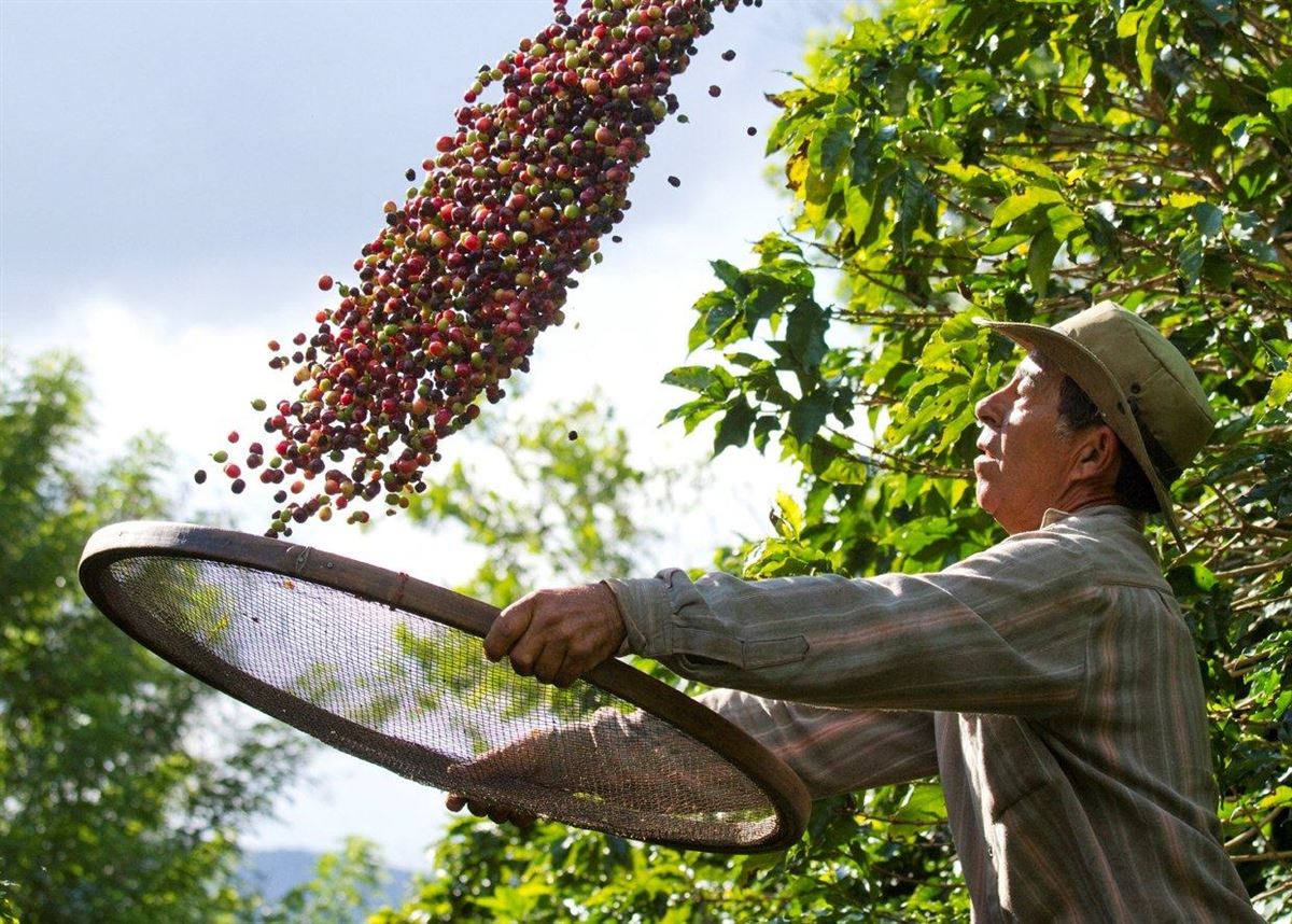 Café: Com foco nas chuvas do Brasil, arábica e conilon sobem nesta 2ª feira  - Amvac do Brasil