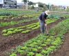 Câmara votará projeto que reestrutura as hortas comunitárias em Franca - Jornal da Franca