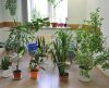 Sem incômodo: Veja 7 plantas que afastam mosquitos para manter em casa! - Jornal da Franca