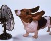 Seu cachorro não quer comer? Pode ser o calor! Veja como ajudar o seu pet! - Jornal da Franca