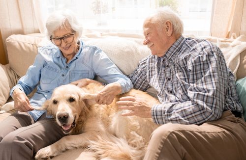 Gosta de pets? Novo estudo revela que passar 10 minutos com animais ajuda contra dor - Jornal da Franca