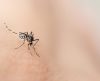 Aprenda a usar o vinagre para espantar os pernilongos e até o mosquito da dengue - Jornal da Franca