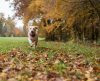 O que seu cachorro imagina? Estudo revela comportamento e inteligência dos animais - Jornal da Franca