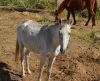 Canil Municipal de Franca realiza 5º leilão de animais de grande porte no dia 30 - Jornal da Franca