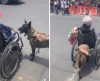 Cachorro empurra homem em cadeira de rodas que tentava atravessar rua; assista - Jornal da Franca