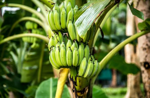 Bananas verdes podem ajudar a reduzir o risco de vários tipos de câncer - Jornal da Franca