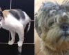 Gatinha tem reação hilária após irmão canino voltar de pelo tosado do pet shop - Jornal da Franca