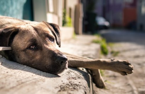 Saiba todos os cuidados que você deve tomar ao resgatar um cão ou gato de rua! - Jornal da Franca