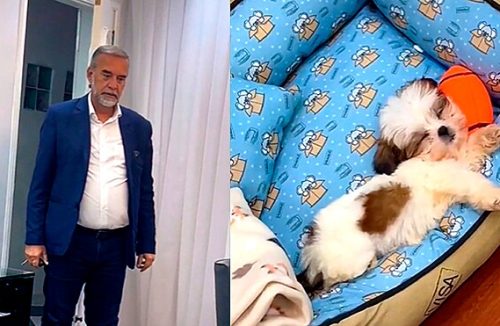 Pai que não queria cachorro ganha filhote de shih-tzu. Veja qual foi a reação dele - Jornal da Franca