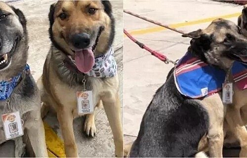 Cães de rua almoçam em restaurante todos os dias e agora recepcionam os clientes - Jornal da Franca