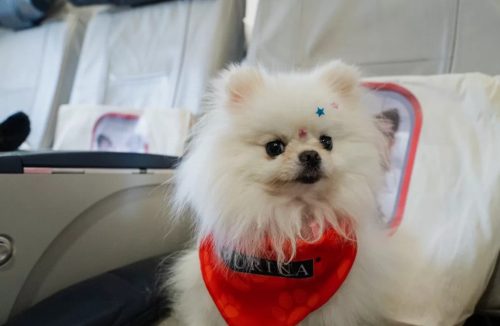 Azul lança serviço de bordo para pets em viagens no Brasil. Veja mais detalhes - Jornal da Franca