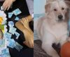 Prejuízo: Cachorro de estimação rasga R$ 700 de idosa; “Fiquei aperreada”! - Jornal da Franca