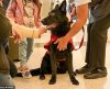 Tutor abandona cão em aeroporto por não ter documentação; funcionário adota o pet - Jornal da Franca