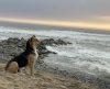 Cachorro leal olha para o mar todos os dias por um motivo muito doloroso - Jornal da Franca