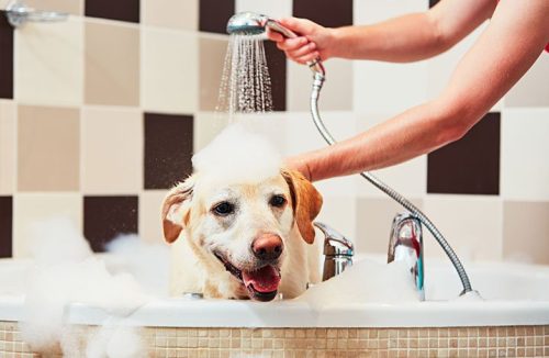 Calor intenso demanda cuidados especiais com os animais de estimação. Veja - Jornal da Franca