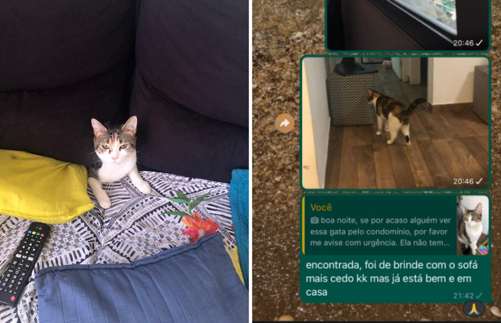 Neste jogo online você é um gato que precisa acordar seu dono