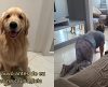 Avó que não queria saber de cachorro em casa é vista mimando pet em vídeo engraçado - Jornal da Franca