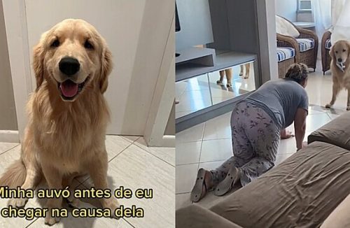 video engracado de animais que falam