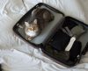 Tem um gato e vai viajar? Veja algumas dicas para pegar a estrada com o bichano! - Jornal da Franca