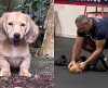 Cachorrinha participa de treino em academia e vídeo é a coisa mais fofa do dia - Jornal da Franca