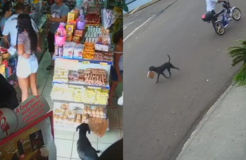 Vídeo mostra cachorro “furtando” pacote de pão de loja em Franca: ‘Agiu feito gente’ - Jornal da Franca