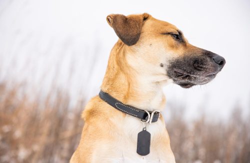 Como encontrar o seu cachorro perdido? Veja sete dicas que podem ajudar - Jornal da Franca