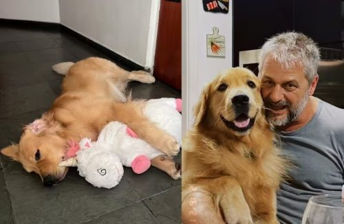 Pai que brigou para não adotar Golden é flagrado mimando o cachorro e… viraliza - Jornal da Franca