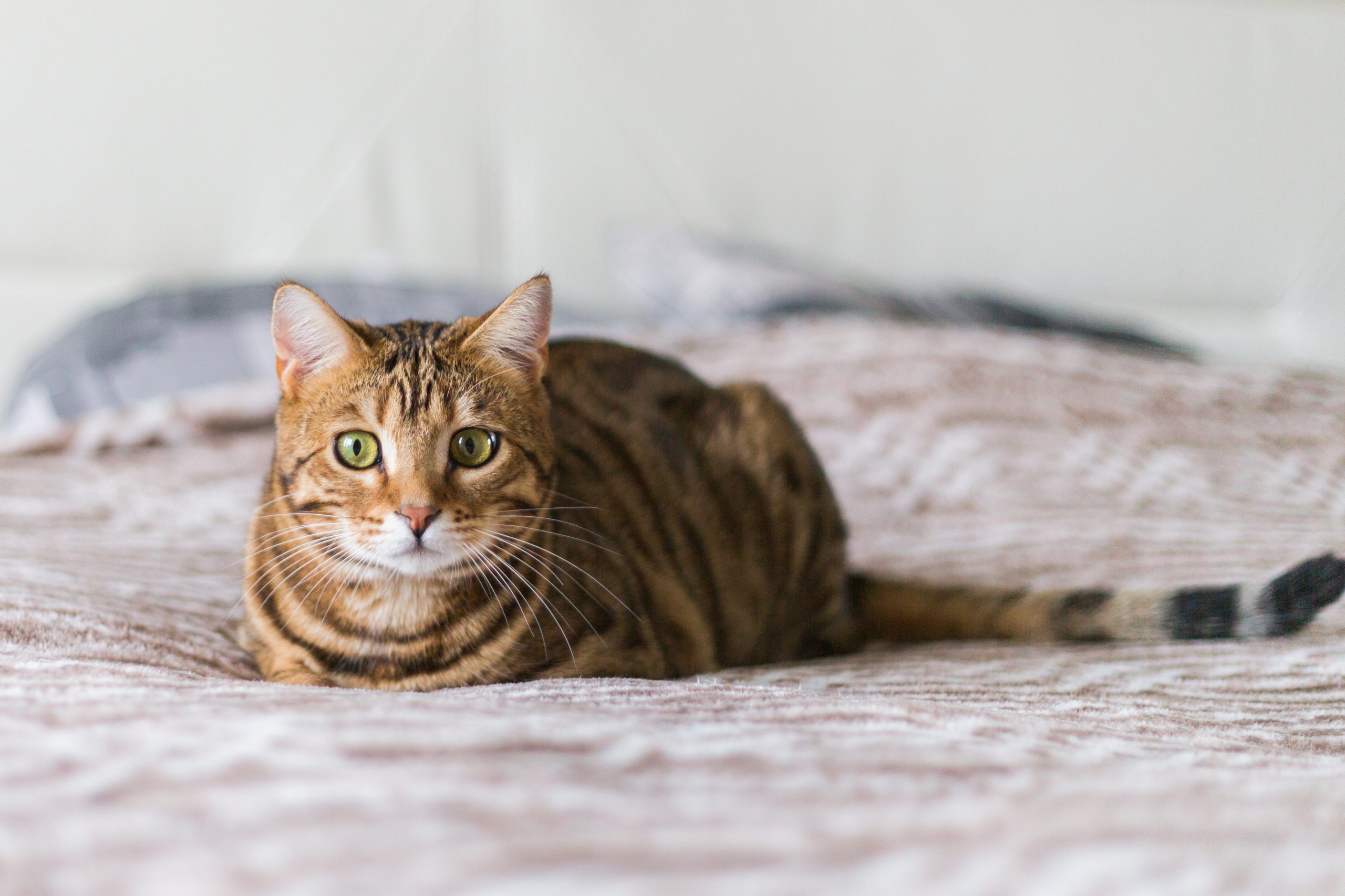 Gatos de três patas, Saúde do gato e cuidados