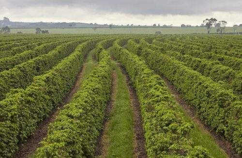 Mais cidades mineiras produtoras de café recebem Indicação Geográfica da Alta Mogina - Jornal da Franca