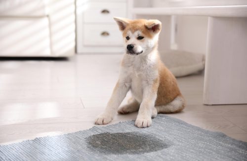 Receita caseira fácil para eliminar odores de urina de cães e gatos em sua casa - Jornal da Franca