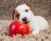 Cachorro pode comer maçã? Saiba como servir o alimento ao pet - Jornal da Franca