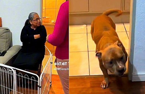 Tutora “prende” visitas que não gostam de seus pets, e vídeo bomba nas redes sociais - Jornal da Franca