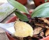 Coloque uma colher na raiz e a orquídea crescerá sem parar um segundo - Jornal da Franca